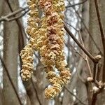 Alnus serrulata Blüte