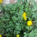 Ranunculus ollissiponensis Leaf
