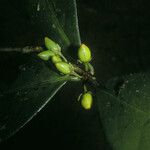 Erythroxylum macrophyllum Fruit