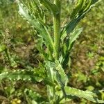 Anchusa ochroleuca Leaf