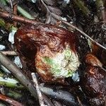 Polystichum makinoi Leaf