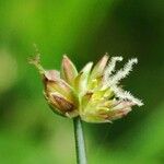 Juncus acutiflorus Цветок