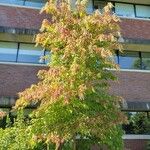 Oxydendrum arboreum Habitus