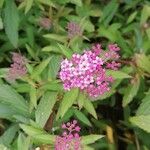 Spiraea japonicaBlomma