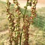 Rumex thyrsoides Liść