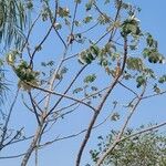 Cecropia pachystachya Leaf