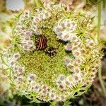 Daucus carota Plod