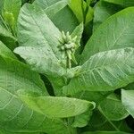 Nicotiana rustica Blad