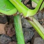 Epipremnum aureum Bark