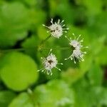 Sanicula europaea Flor