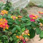 Lantana aculeata Costuma