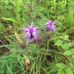 Liatris squarrosa Kukka