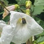 Calystegia silvatica 花