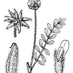 Astragalus stella മറ്റ്