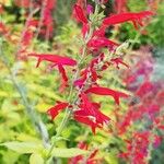 Salvia roemeriana Flor