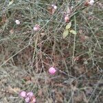 Symphoricarpos orbiculatus Frucht