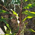 Asclepias viridiflora Leaf