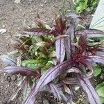 Penstemon digitalis Leaf