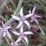 Oxypetalum solanoides Flor