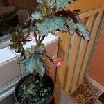 Begonia rexLeaf