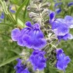 Salvia azurea 花