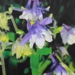 Aquilegia vulgaris Flower
