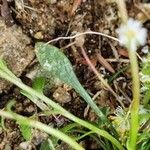 Sesamoides pygmaea Likasa