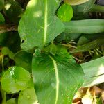 Dieffenbachia oerstedii Feuille