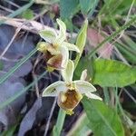 Ophrys umbilicata 花