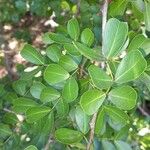 Haematoxylum campechianum Blatt