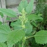 Iva xanthiifolia Листок