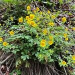 Potentilla thuringiaca पत्ता