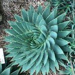 Aloe polyphylla Habitus