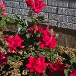 Rosa pendulina Çiçek