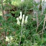 Aconitum lycoctonumBlomst