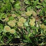 Bupleurum angulosum Квітка