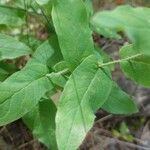 Hieracium prenanthoides Lehti