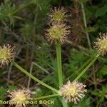 Oenanthe globulosa Плод