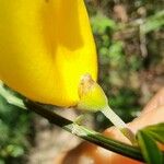 Cytisus striatus Floare