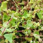 Persicaria perfoliata पत्ता