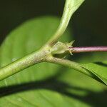 Psychotria microbotrys Bark