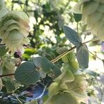 Origanum rotundifolium पत्ता