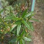 Cistus ladanifer Hoja
