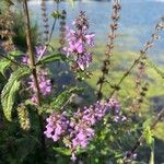 Stachys palustris Květ