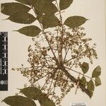 Toxicodendron succedaneum Other