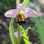 Ophrys apiferaफूल