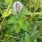 Mentha aquatica Natur