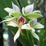 Prosthechea chacaoensis Flower