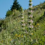 Morina persica Flower