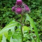 Cirsium alsophilum Flower